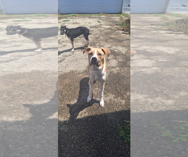 Medium Photo #5 Boxer-Unknown Mix Puppy For Sale in Aurora, IN, USA