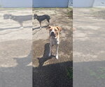 Small #4 Boxer Mix