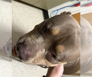 American Staffordshire Terrier Dogs for adoption in Plano, TX, USA