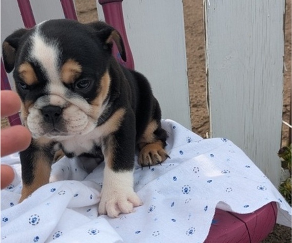 Medium Photo #43 English Bulldog Puppy For Sale in GOSHEN, IN, USA