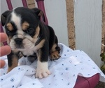 Small #8 English Bulldog