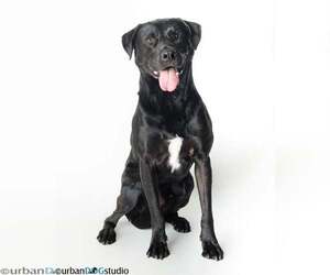 Labrador Retriever-Unknown Mix Dogs for adoption in Tampa, FL, USA