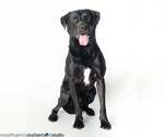 Small Labrador Retriever Mix