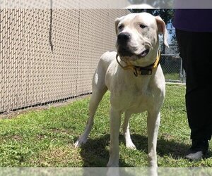 Dogo Argentino Dogs for adoption in St. Cloud, FL, USA