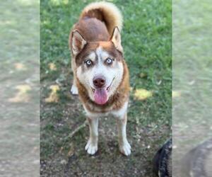 Siberian Husky Dogs for adoption in Riverside, CA, USA
