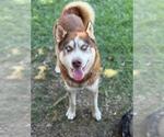Small Siberian Husky