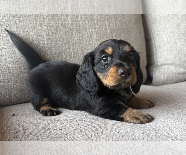 Medium Photo #8 Dachshund Puppy For Sale in ALAMO, TN, USA