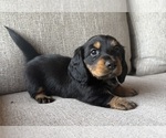 Small #7 Dachshund