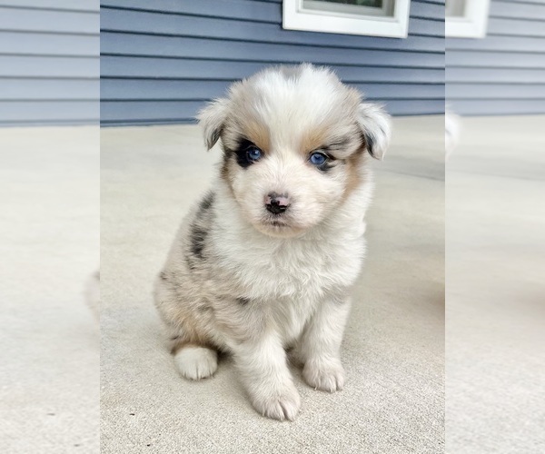 Medium Photo #6 Australian Shepherd Puppy For Sale in LODA, IL, USA