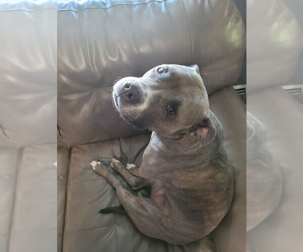 Medium Photo #7 Mutt Puppy For Sale in Brewster, NY, USA