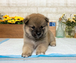 Small Photo #5 Shiba Inu Puppy For Sale in EMPIRE STATE, NY, USA