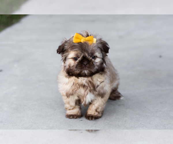 Medium Photo #3 Shih Tzu Puppy For Sale in WAKARUSA, IN, USA