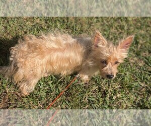 Yorkshire Terrier Dog for Adoption in ESTERO, Florida USA