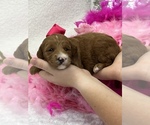 Small Goldendoodle (Miniature)