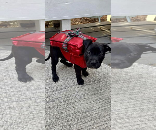 Medium Photo #5 American Staffordshire Terrier-Unknown Mix Puppy For Sale in Holly Springs, NC, USA