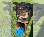 Small Photo #2 Rottweiler Puppy For Sale in Mooresville, NC, USA