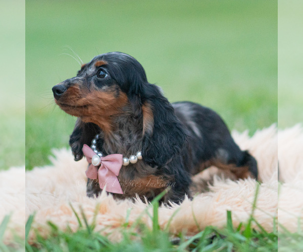 Medium Photo #52 Dachshund Puppy For Sale in WARSAW, IN, USA