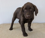 Puppy Ember Labrador Retriever