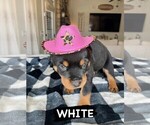 Small Photo #10 Rottweiler Puppy For Sale in TULSA, OK, USA