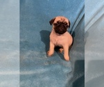 Puppy 4 Pug