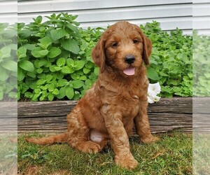 Labradoodle-Poodle (Standard) Mix Puppy for sale in LEOLA, PA, USA