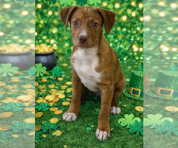 Medium Photo #1 Mutt Puppy For Sale in Jackson Township, NJ, USA