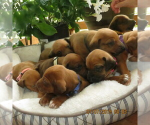 Medium Rhodesian Ridgeback