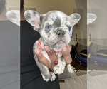 Puppy Puppy 6 French Bulldog