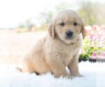 Small #5 Golden Retriever