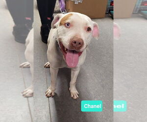 Chanel - Female American Staffordshire Terrier-Unknown Mix Dog for Adoption - Photo #2
