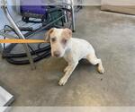 Small American Pit Bull Terrier Mix