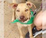 Small Retriever  Mix