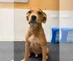 Small #1 American Pit Bull Terrier Mix