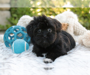 Havashu Puppy for sale in SYRACUSE, IN, USA