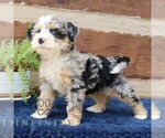 Small #3 Bernedoodle (Miniature)