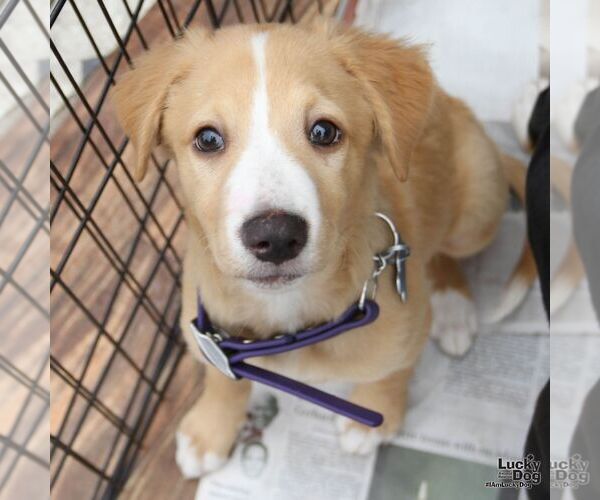 Medium Photo #3 Colonial Cocker Spaniel-Unknown Mix Puppy For Sale in Washington, DC, USA