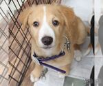 Small #2 Colonial Cocker Spaniel Mix