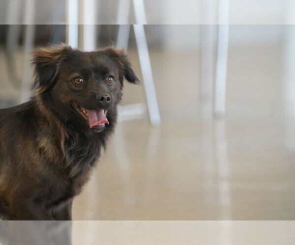 Medium Photo #4 Spaniel-pomeranian spitz Mix Puppy For Sale in Agoura Hills, CA, USA