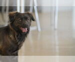 Small #3 Spaniel-pomeranian spitz Mix