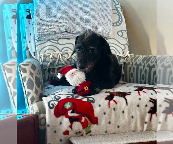 Medium Photo #4 Dachshund-Unknown Mix Puppy For Sale in Weston, FL, USA