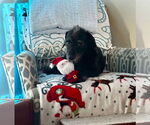 Small #3 Dachshund Mix