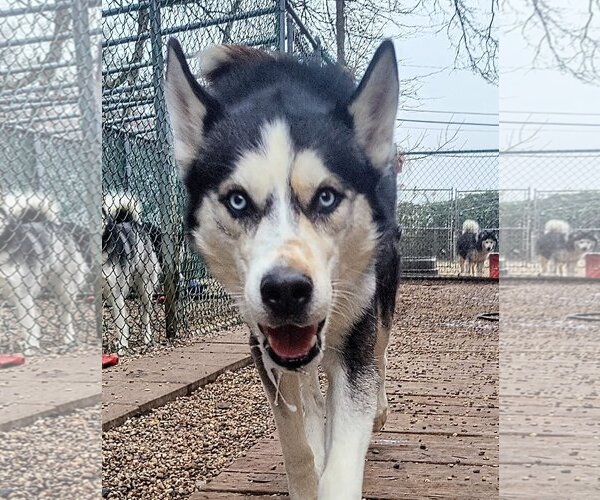 Medium Photo #2 Siberian Husky Puppy For Sale in Matawan, NJ, USA