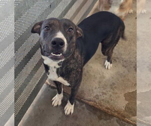 Grenda - Female Beagle-Unknown Mix Dog for Adoption - Photo #2