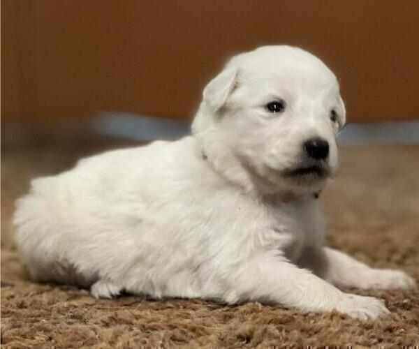 Medium Photo #4 Great Pyrenees Puppy For Sale in MULLIN, TX, USA