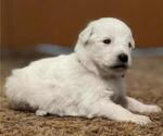 Small Photo #4 Great Pyrenees Puppy For Sale in MULLIN, TX, USA