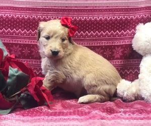 Goldendoodle Puppy for sale in CLAY, PA, USA