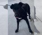 Small Labrador Retriever