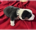 Small Photo #10 Cardigan Welsh Corgi Puppy For Sale in DEARBORN, MO, USA