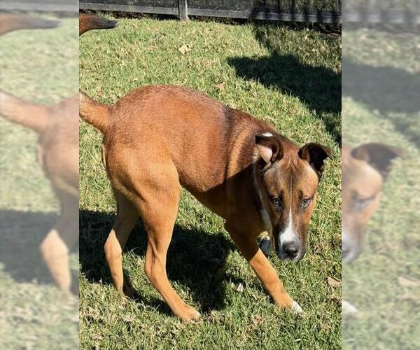 Medium Photo #1 Staffordshire Bull Terrier-Unknown Mix Puppy For Sale in Riverside, CA, USA