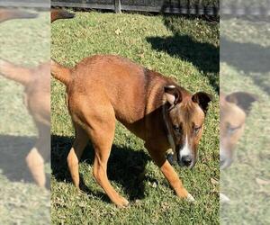 Staffordshire Bull Terrier-Unknown Mix Dogs for adoption in Riverside, CA, USA